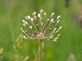 Allium decipiens. Верхушка расцветающего растения. Украина, г. Донецк, окр. пос. Ларино, правый берег р. Кальмиус, петрофитная степь. 30.05.2010.