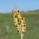 Crotalaria pallida