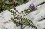 Astragalus oreades