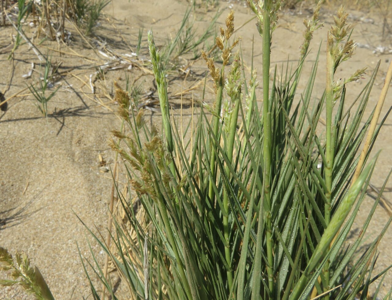 Image of Sporobolus pungens specimen.