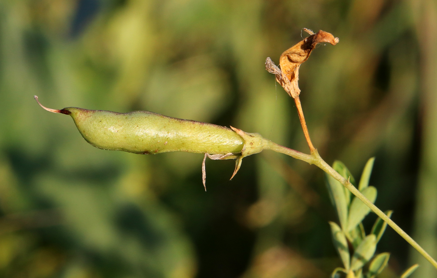 Изображение особи Lathyrus tuberosus.