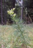 Aconitum anthora. Зацветающее растение с повреждённой верхушкой. Испания, автономное сообщество Каталония, провинция Барселона, комарка Бергеда, муниципалитет Сальдес, подножие горы Педрафорка, окр. смотр. площадки \"Гресолет\", 1557 м н.у.м., лужайка в смешаном лесу. 03.09.2023.