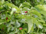 Magnolia acuminata. Ветвь со зрелыми плодами. Санкт-Петербург, ботанический сад БИНа, в культуре. 14.09.2023.