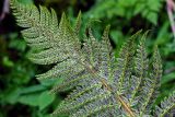 Polystichum braunii