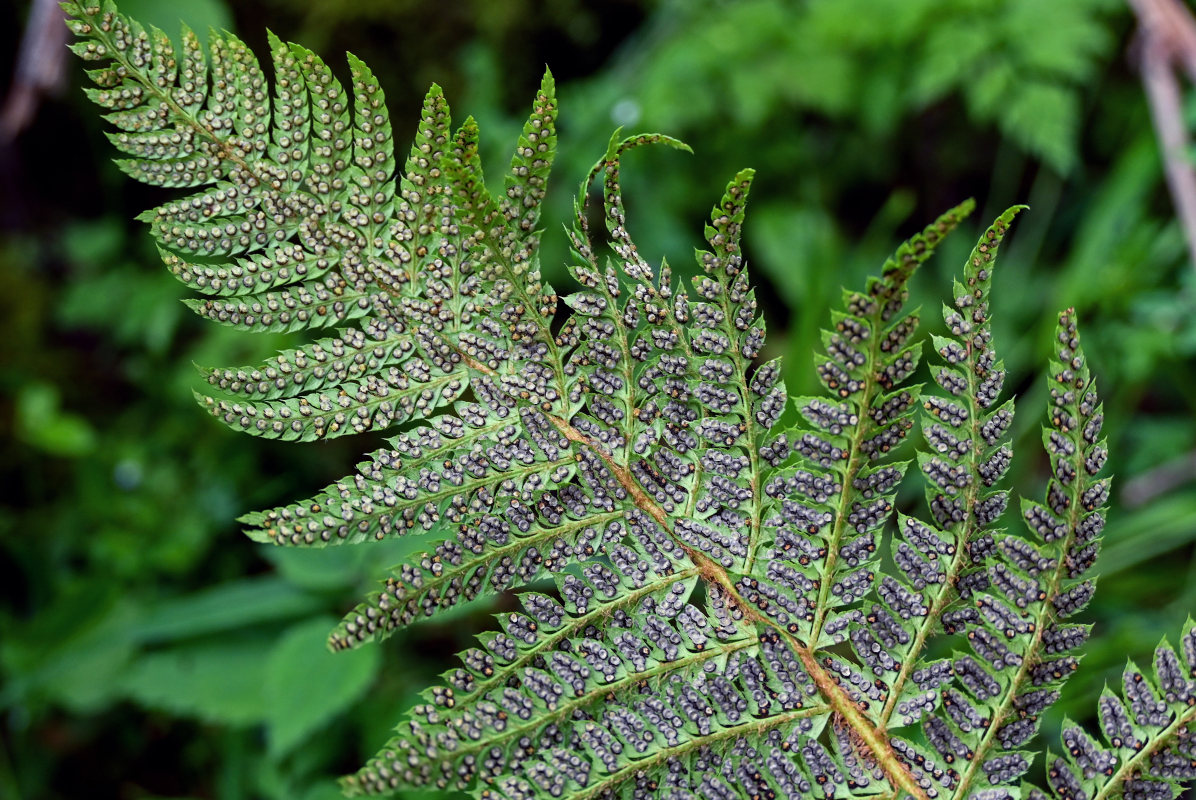 Изображение особи Polystichum braunii.