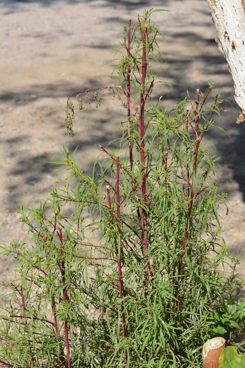 Image of Bassia scoparia specimen.