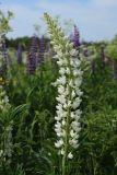 Lupinus polyphyllus