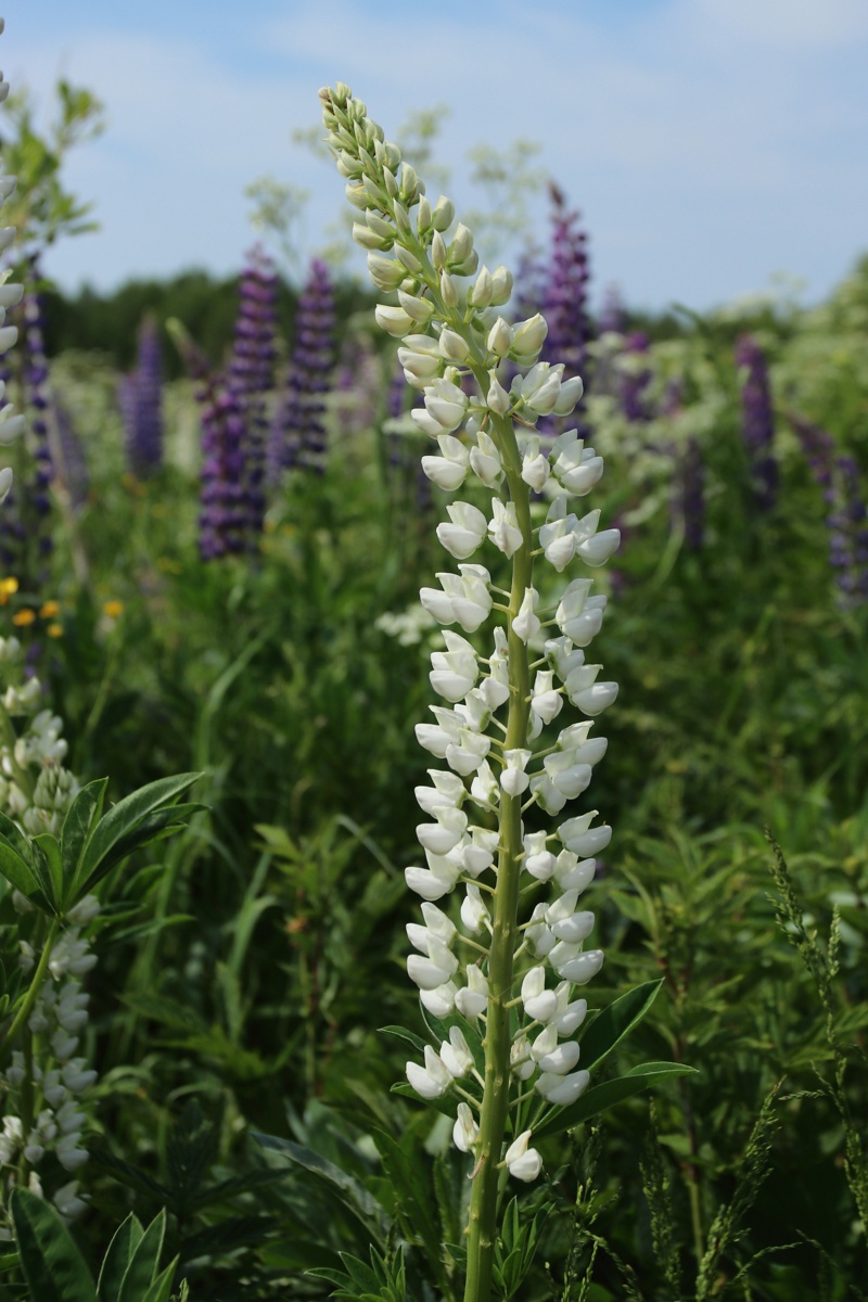 Изображение особи Lupinus polyphyllus.