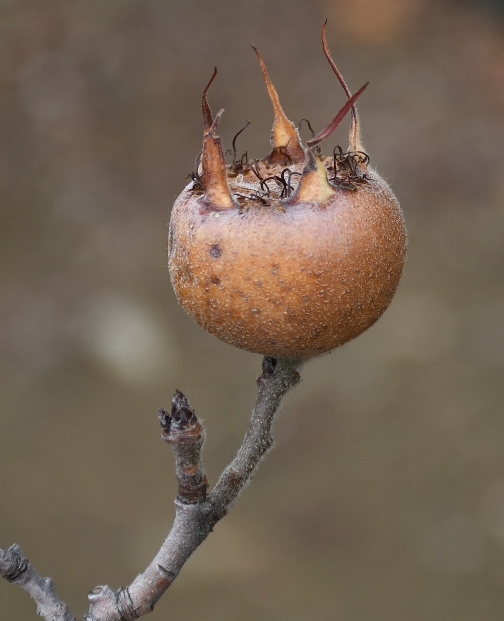 Image of Mespilus germanica specimen.