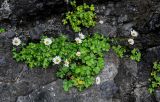 Arctanthemum arcticum. Цветущие растения. Курильские о-ва, о-в Итуруп, бухта Водопадная, на скале. 16.08.2023.