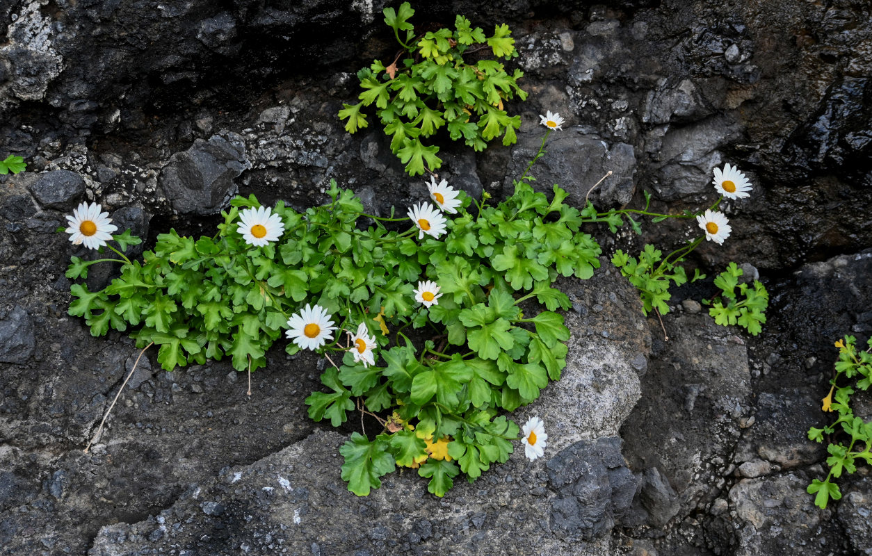 Изображение особи Arctanthemum arcticum.