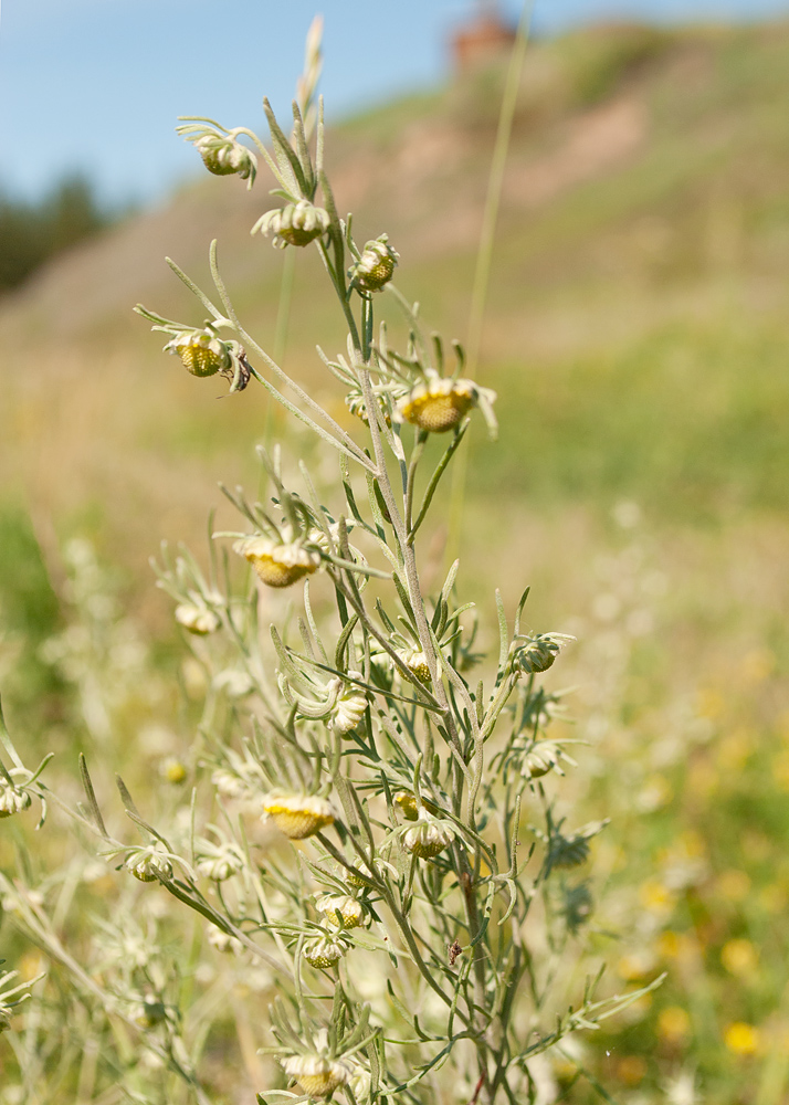 Изображение особи Artemisia jacutica.