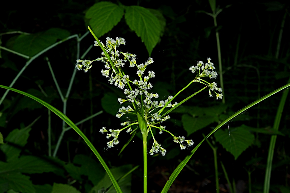 Изображение особи Scirpus sylvaticus.