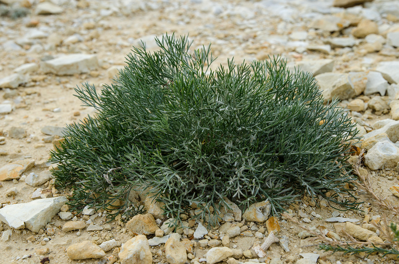 Image of genus Artemisia specimen.