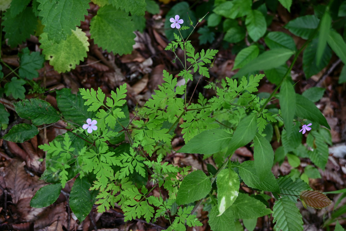 Изображение особи Geranium robertianum.