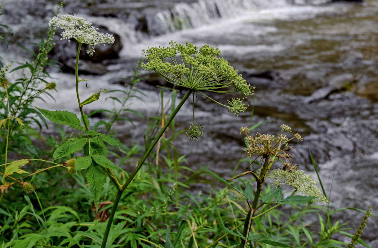 Image of Angelica genuflexa specimen.