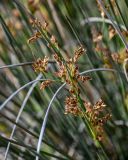 Juncus acutus. Соцветия. Дагестан, Магарамкентский р-н, окр. с. Приморский, песчаный пляж, берег ручья. 05.05.2022.