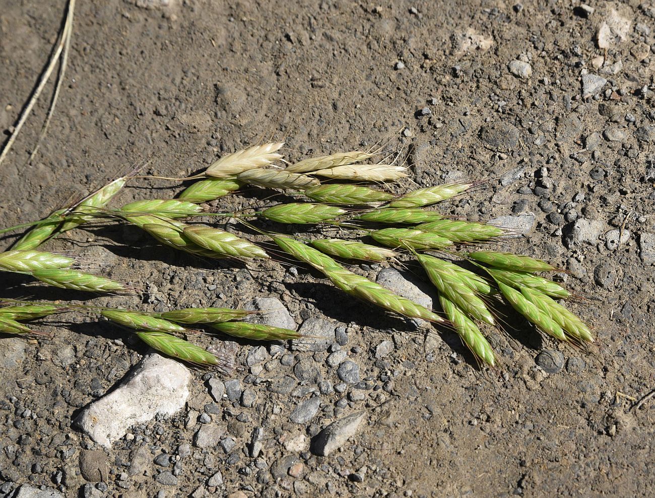 Изображение особи род Bromus.