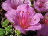 Saxifraga asiatica. Цветок (cv. Ruth Draper). Великобритания, Шотландия, Эдинбург, Royal Botanic Garden Edinburgh. 4 апреля 2008 г.