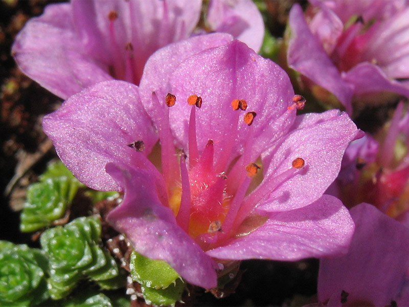 Image of Saxifraga asiatica specimen.