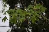 Liquidambar styraciflua