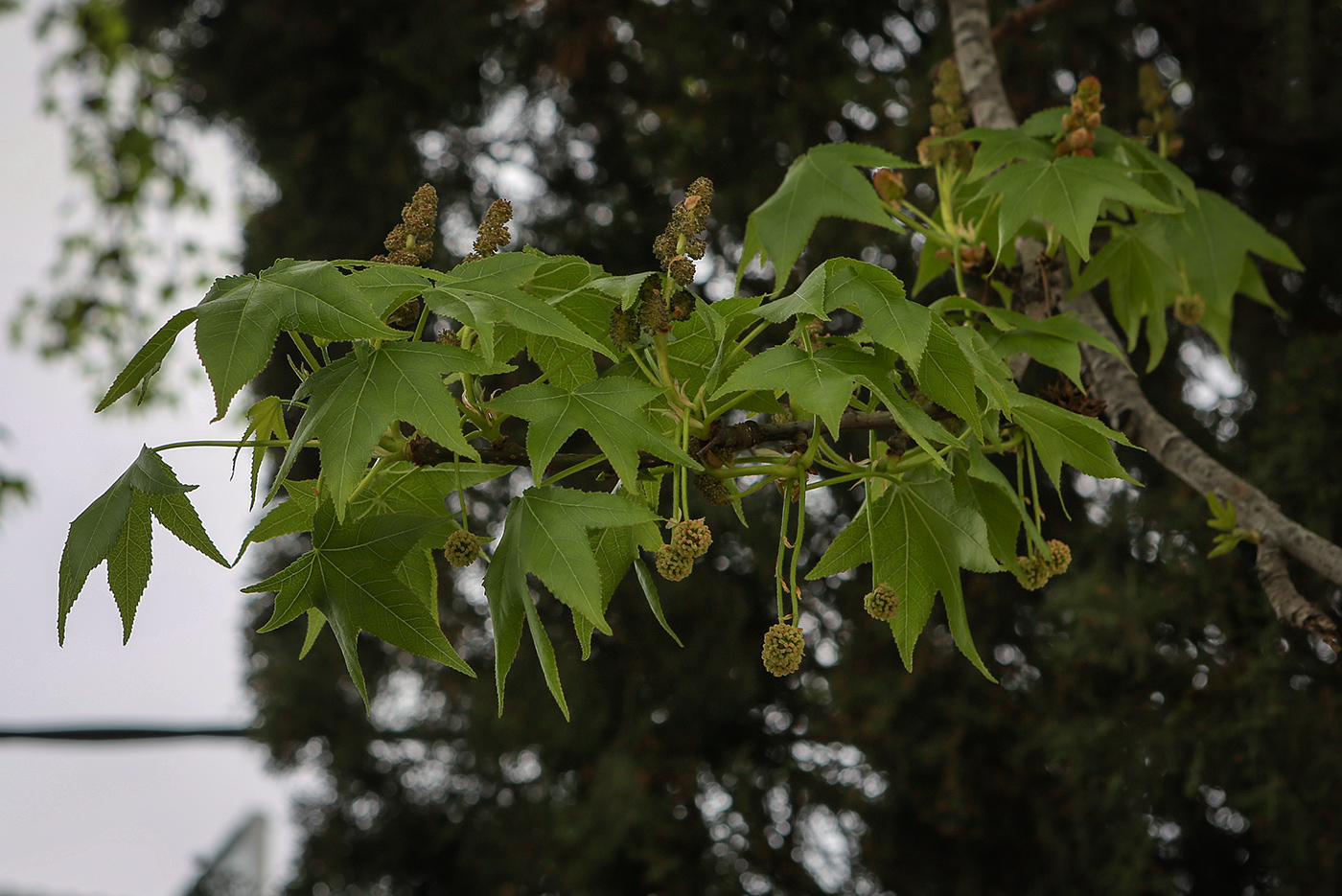 Image of Liquidambar styraciflua specimen.
