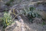 Verbascum gnaphalodes. Цветущее растение. Абхазия, Гудаутский р-н, окр. с. Лдза, галечно-песчаный склон. 15.04.2024.