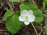 Anemone udensis