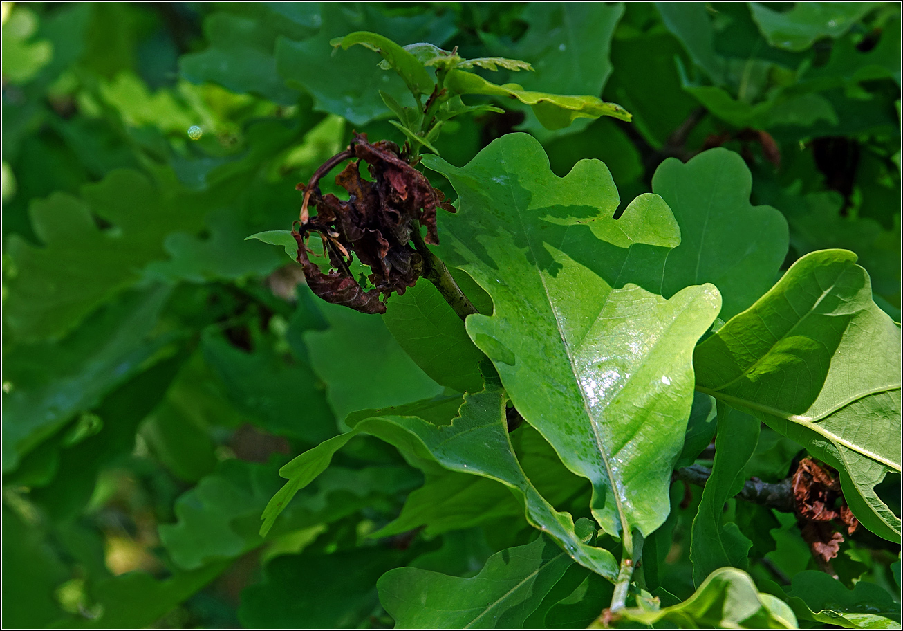 Image of Quercus robur specimen.
