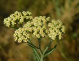Achillea × submicrantha. Соцветие. Луганская народная республика, г. Луганск, западная окраина, ж. д., на песчаном грунте. 18.06.2024.