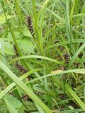 genus Carex