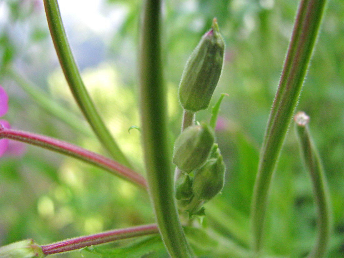 Изображение особи Epilobium hirsutum.