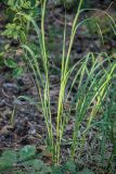 Molinia caerulea