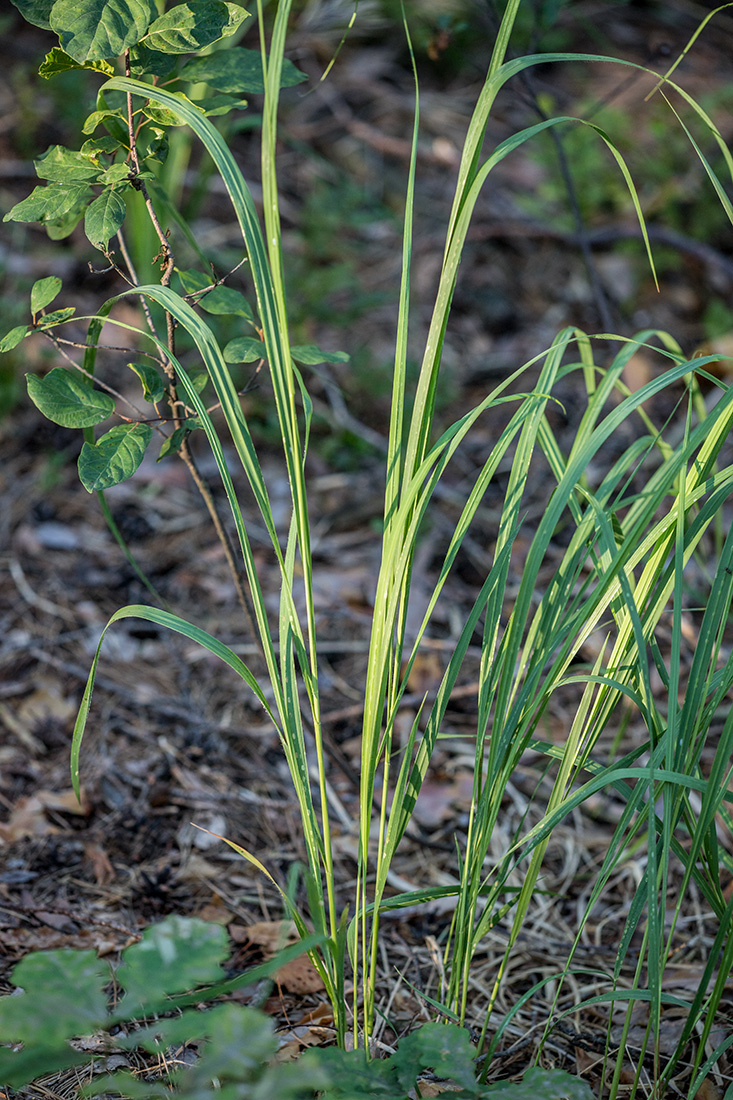 Изображение особи Molinia caerulea.
