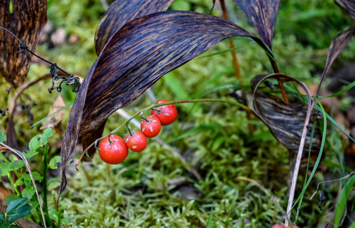 Image of Convallaria majalis specimen.