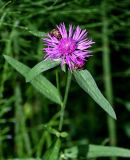 Centaurea jacea