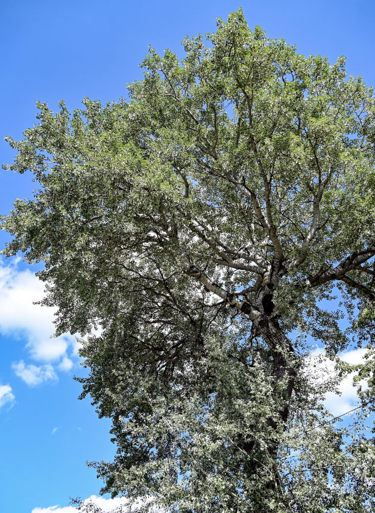 Image of Populus alba specimen.