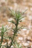 Eryngium bourgatii ssp. heldreichii