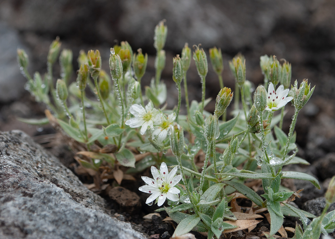 Image of Stellaria eschscholtziana specimen.