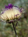 Jurinea roegneri