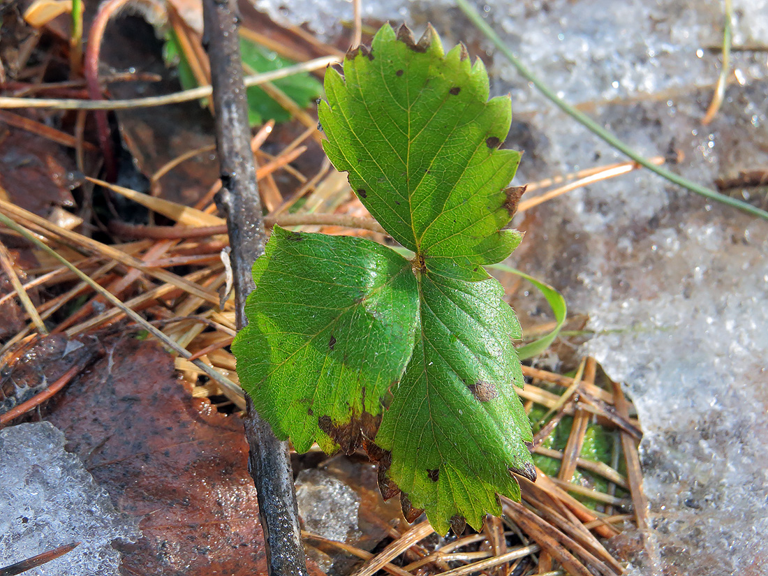 Image of Fragaria viridis specimen.