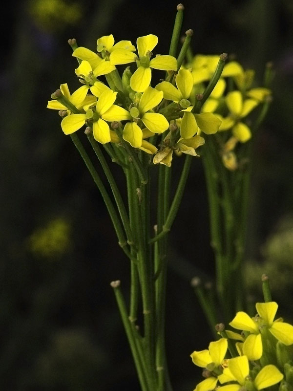 Изображение особи Erysimum hieraciifolium.