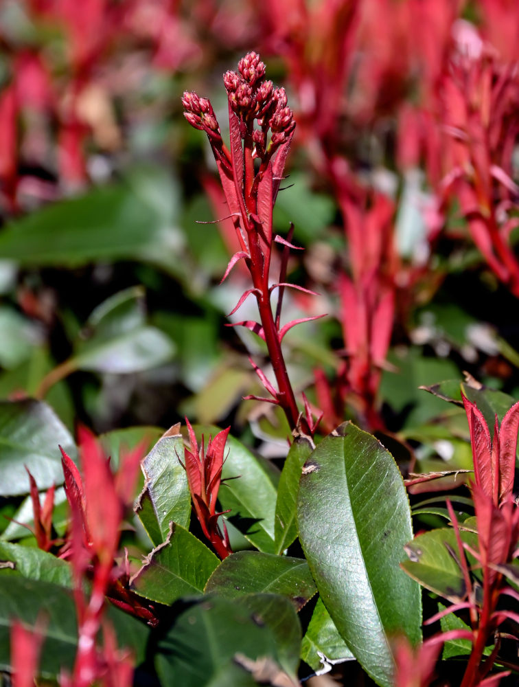 Изображение особи Photinia × fraseri.