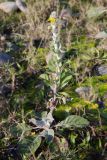 Verbascum gnaphalodes