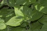 View full-size image Salvia glutinosa