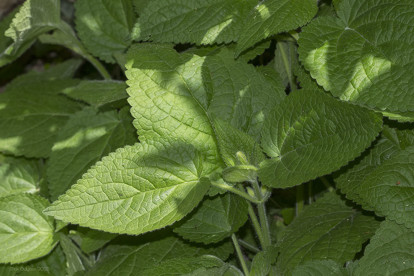 Image of Salvia glutinosa specimen.