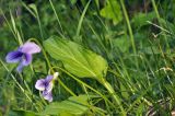 Viola mandshurica. Лист. Приморский край, Уссурийский гор. округ, окр. с. Монакино, кромка луга на небольшой сопке. 31.05.2025.