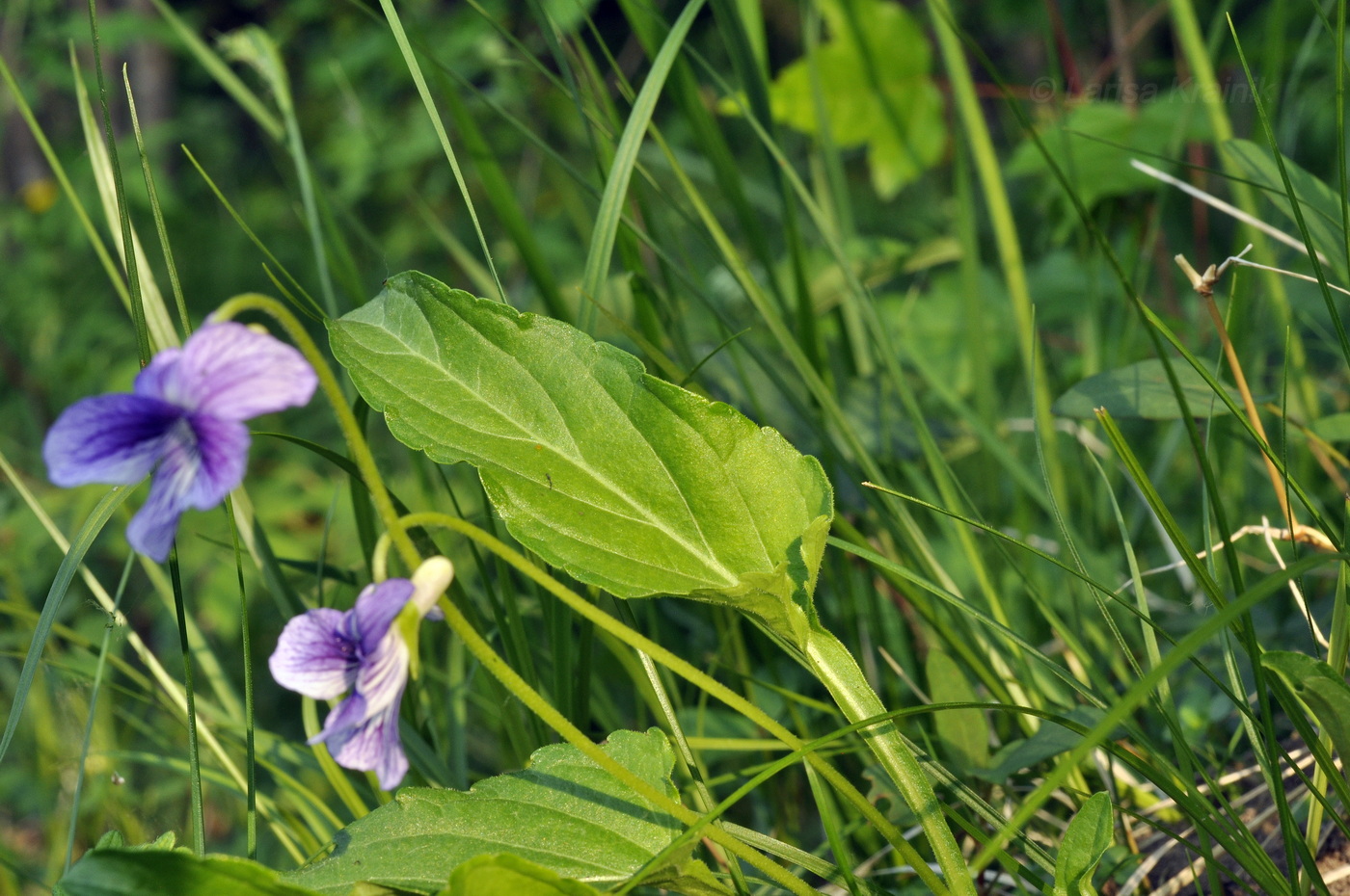 Image of Viola mandshurica specimen.