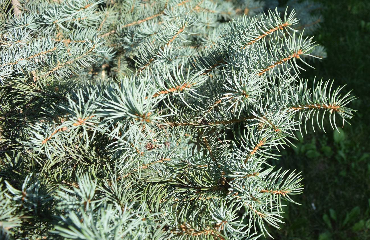 Image of Picea pungens f. glauca specimen.