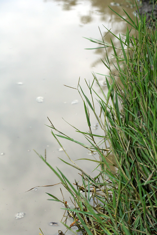 Image of Paspalum paspalodes specimen.